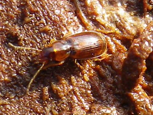 Réf. 246 637 : Acupalpus dubius
